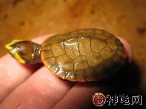 龟趣 圆澳龟 长得那么美,难道是太阳晒多了 