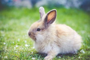 属兔人的终生寿命 尤其是31岁的,不要再躲了,认命吧