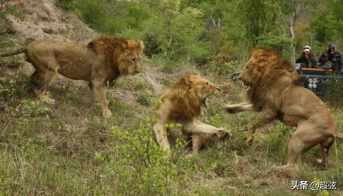如果不存在理论上的单挑,那么狮子和老虎谁是最强的掠食者