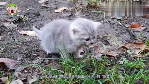 女子上山游玩捡只野猫回家养,3个月后野猫长开了,女子立刻报警 