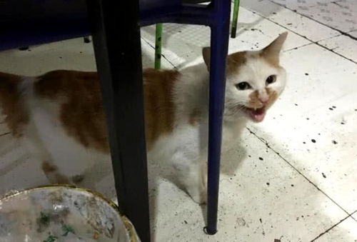流浪猫进饭店蹭吃蹭喝,却无一人驱赶它,得知原因令人暖心