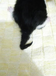 刚出生不久的小奶猫,它的尾巴是折起来的,怎么办 非诚勿扰 