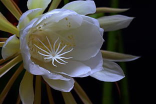 家里养昙花好对风水 