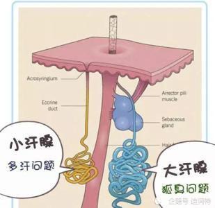 狐臭有什么特征吗 迪润特分享怎样判断自己是否有狐臭