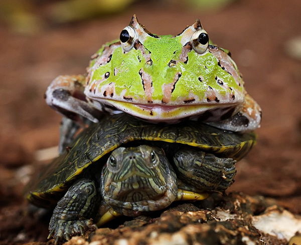 乌龟把头伸出下巴像青蛙一样动？