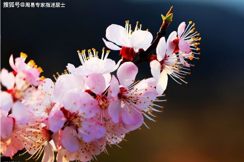 属牛人每日运气 2020年7月3日运气