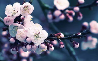 桃花簪最后涂什么油(簪花材料去哪入手比较好)