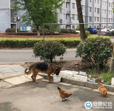 这还是小区吗 有人租了个车库又是养鸡又是养狗的,都不管管