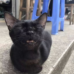 粉丝家的这只黑猫撒娇的表情太魔性了 