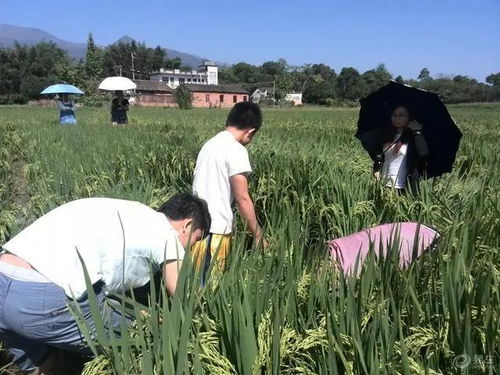 曾经风光一时的 稻田养鱼 项目为何现在无人问津