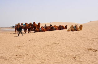 国内 巨美 沙漠,5A级旅游景区, 爸爸去哪儿 曾在此取景