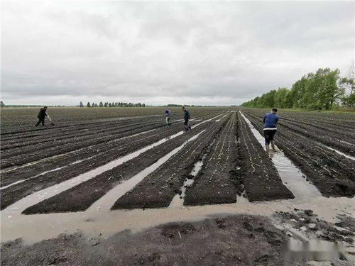 雨后低洼地及时排涝 确保农作物健康生长