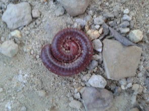 今天在山上看到一条有脚的蚯蚓 请问这种动物叫什么 遇到危险还会缩成一团,就像蜗牛的壳 