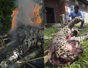 豹子伤了5名村民 被打死焚尸 