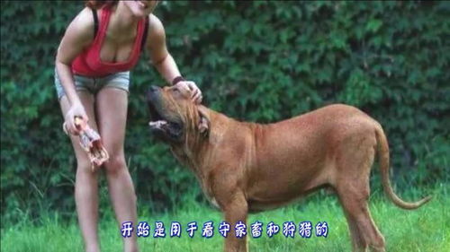 史上最凶的犬,一身肌肉爆炸,20公斤重能单挑全球任何犬类 