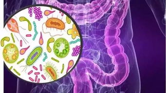 肠道菌群失衡或引起肥胖以及糖尿病