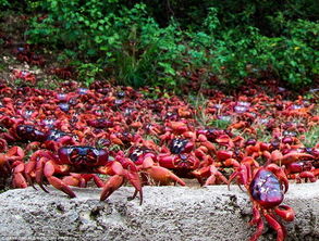 澳洲红蟹？澳洲红蟹为什么不能吃