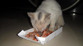 一个半月多两个月不到的小猫可以吃鱼虾吗 