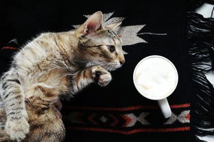猫可以喝咖啡吗 