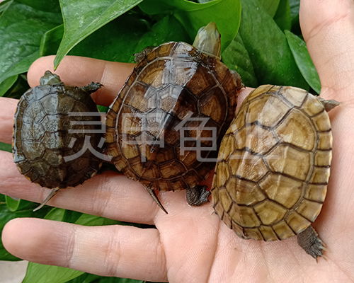 汕头苏北金线草龟多少钱,木雕水龟批发