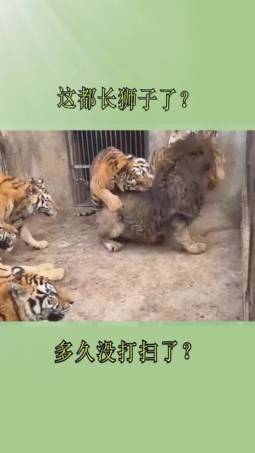 这可是一群母老虎,狮子表示自己很慌 