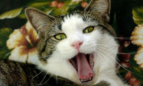 通过不同的叫声,猫会表达不同的心情和情绪,小猫是怎么叫的