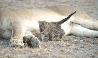 自然奇迹,母狮喂养猎豹幼崽