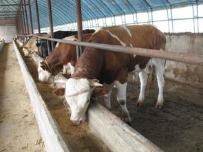 肉牛出栏价格体重时间分析,养牛几个月出栏效益最高