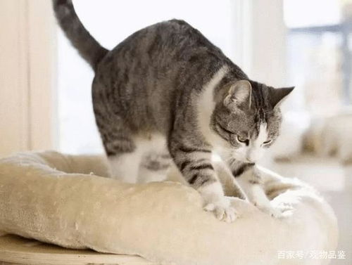 猫为什么会踩奶,猫都有踩奶行为吗,猫踩奶是一种什么行为