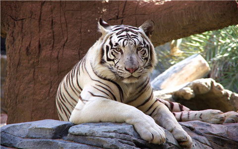 梦见白老虎是什么意思 白老虎预示着什么呢