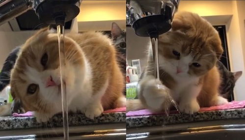 为什么猫咪不喜欢洗澡,却又很爱玩水呢 真是个矛盾的物种啊