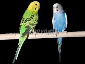 请问左边这只绿色的鹦鹉是叫虎皮 它除了可以吃小米还有呢 怎么辨别雌雄呢 
