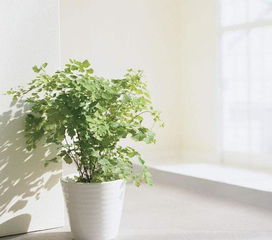 最适合摆放在客厅的8种绿植,寓意吉祥美好,还是天然空气净化器 