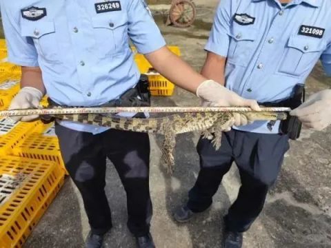 广西查获1200条走私活体鳄鱼,清点时占满大半个场地