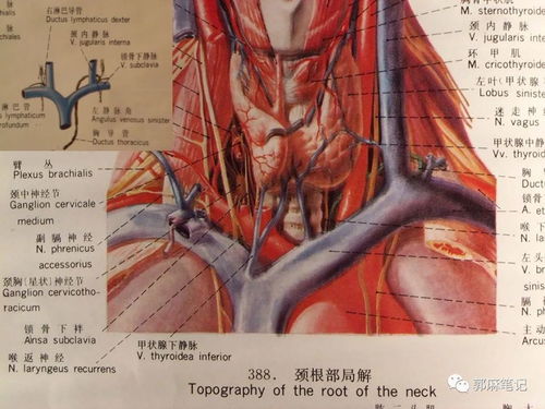 最新深静脉穿刺置管术 颈内 锁骨下 股静脉