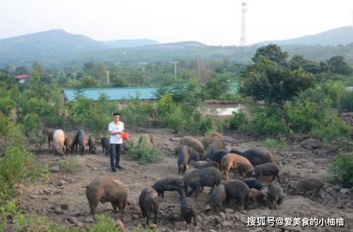 大叔自养土猪来炖菜,10元1大碗还送大馒头,网友 有猪,任性 食材 