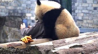 熊猫宝宝在背后偷亲饲养员,当饲养员拿出手机想自拍却害羞躲起来 