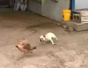 法斗在院子里追鸡玩,土狗看到直接冲了上去,救下了母鸡...