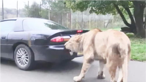 狮子将汽车当做 怪物 紧咬不放,司机开车就跑,狮子 等会我呀 