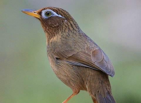 画眉鸟的繁殖及配对概述