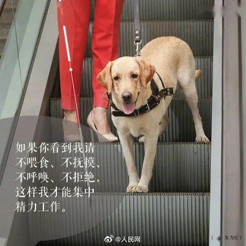 全国导盲犬日 你愿和它同行吗