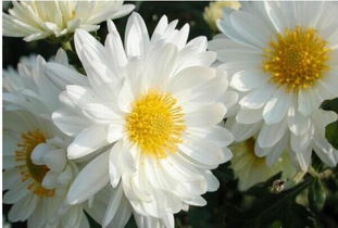 白菊花的功效与作用 白菊花的功效与作用有哪些