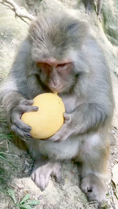 这个大猴子太警惕了,吃东西的时候还四处张望,怕有人抢 