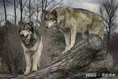 藏獒狼(藏獒和狼谁厉害你真的了解其中二者的水平吗)