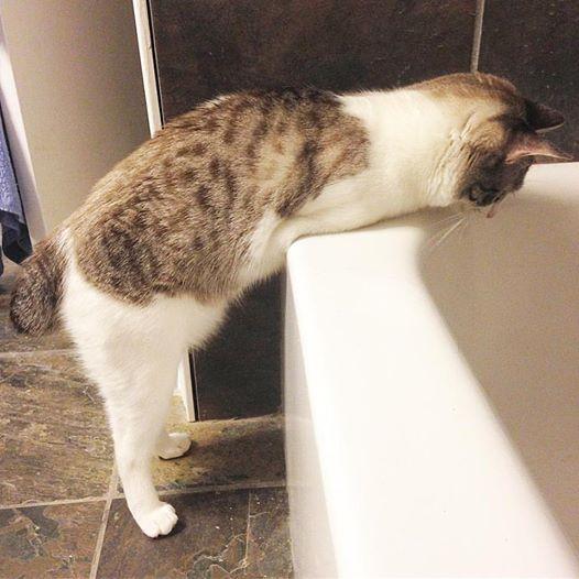 养过猫的都知道,猫对浴缸的爱可谓到了痴迷程度