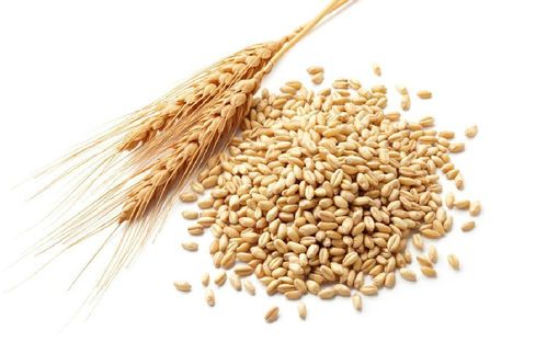 麦芽长什么样子,焦三仙里的麦芽是大麦还是小麦