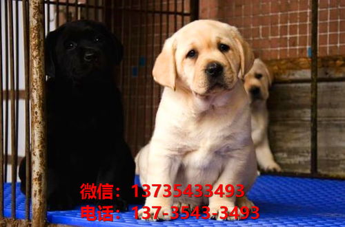 秦皇岛宠物狗犬舍出售纯种拉布拉多犬幼犬卖狗买狗市场在哪