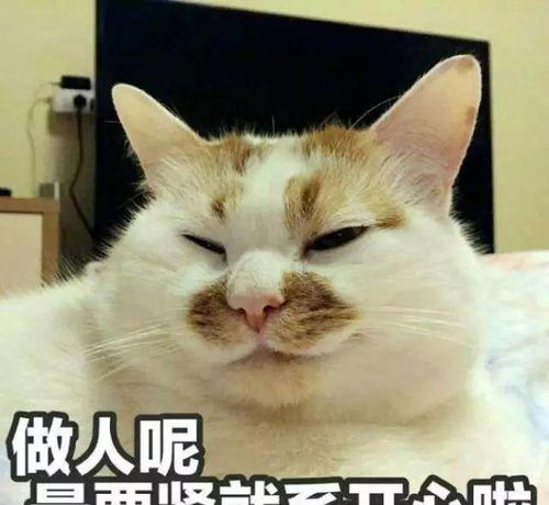 这八点,是猫奴们永远不敢正视的养猫真相,你能做到看完吗