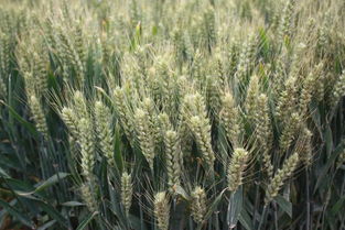小麦后期如何管理才能达到最大程度增产,秘籍奉上