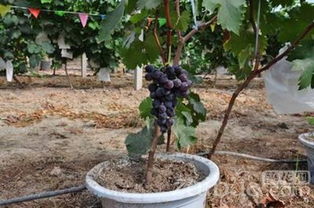 盆栽葡萄种植方法,葡萄栽培管理技术？